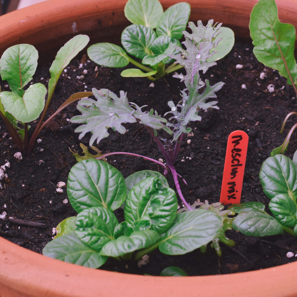 GYO_Lettuce_1000x1000