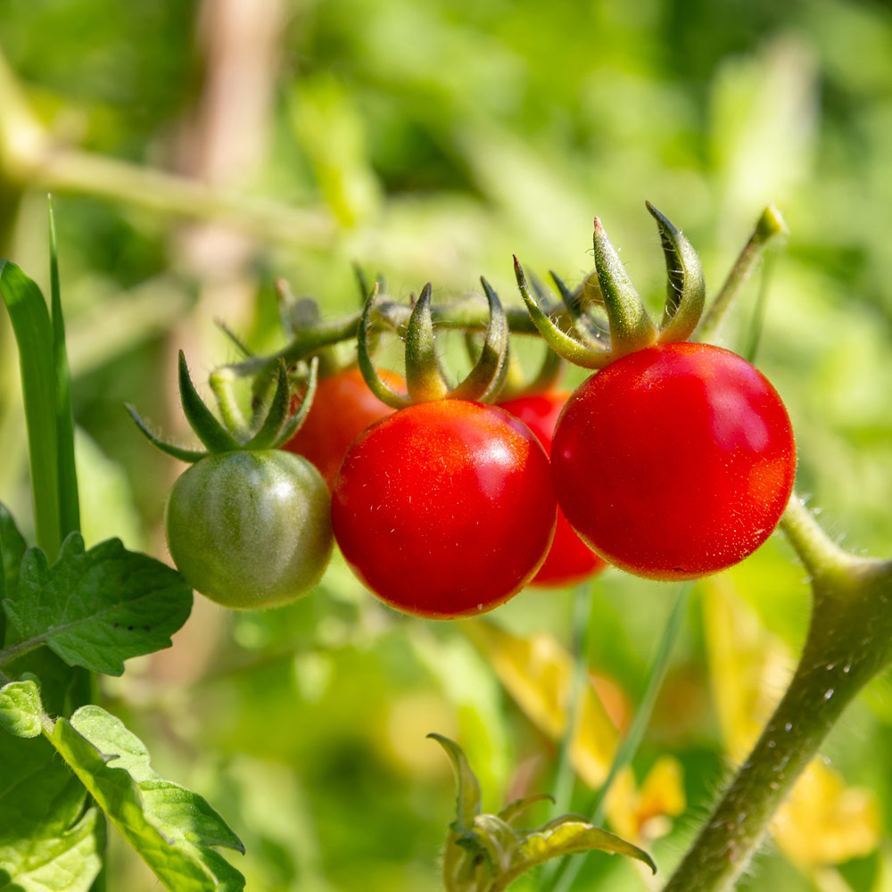 GYO_Tomatoes_1000x1000